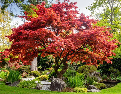 Où planter l’Acer palmatum Osakazuki ? Conseils d’exposition et de sol
