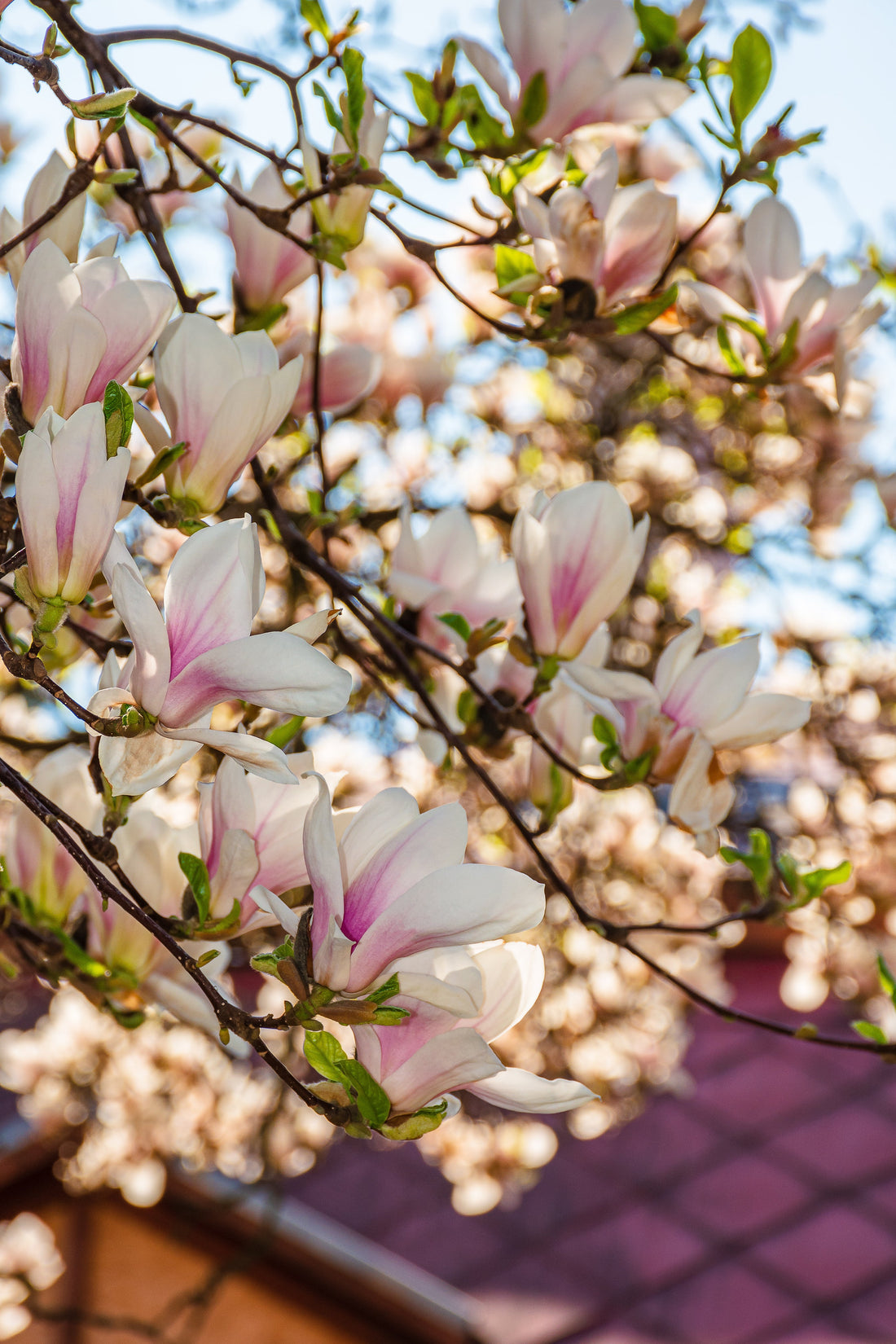 Comment tailler votre magnolia soulangeana ?