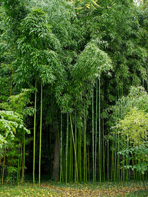 Peut on mixer plusieurs variétés de bambous ?