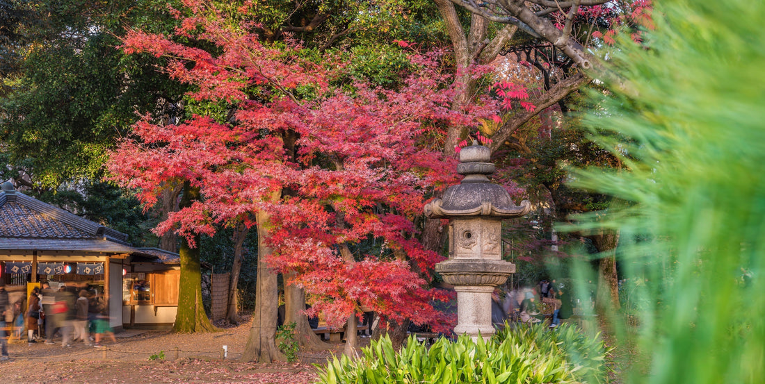 Comment entretenir et tailler un érable du Japon ?