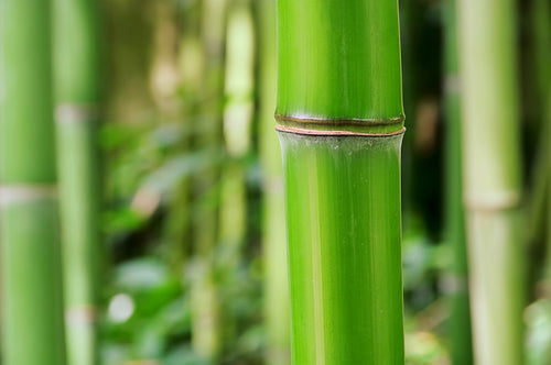 Comment sont produits les bambous ?