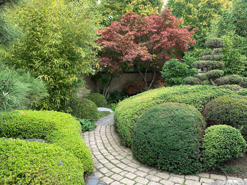 Quelles plantes associer à l'érable du Japon ?