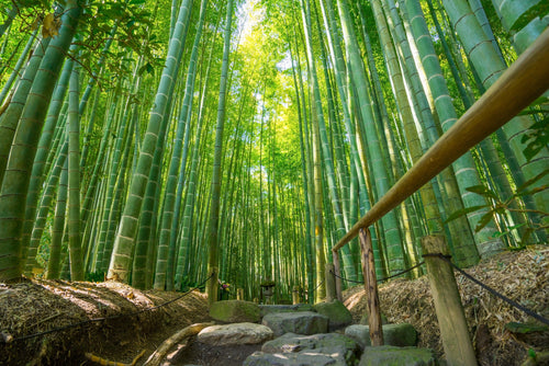 Comment choisir entre un bambou traçant et non-traçant ?