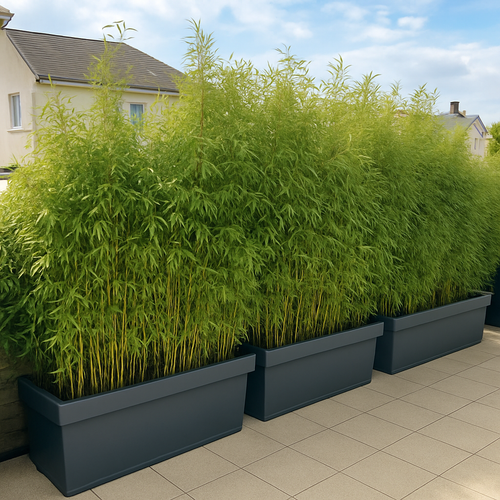 Quel bambou choisir pour un brise-vue naturel et durable ?