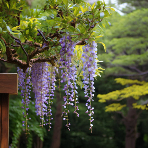 L’entretien d’une glycine au fil des saisons