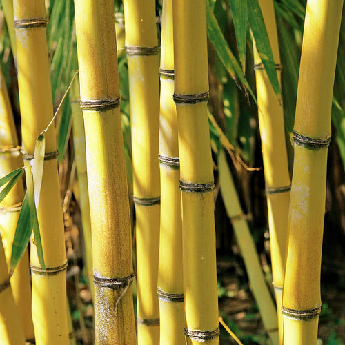 Bambou doré : un écran végétal lumineux pour le jardin