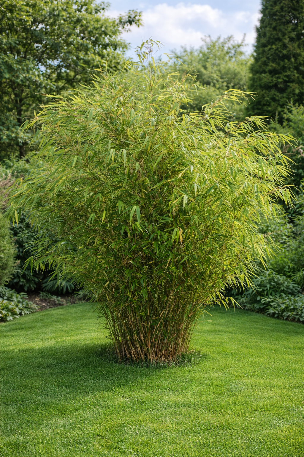 Fargesia rufa : comment optimiser sa croissance au jardin ?