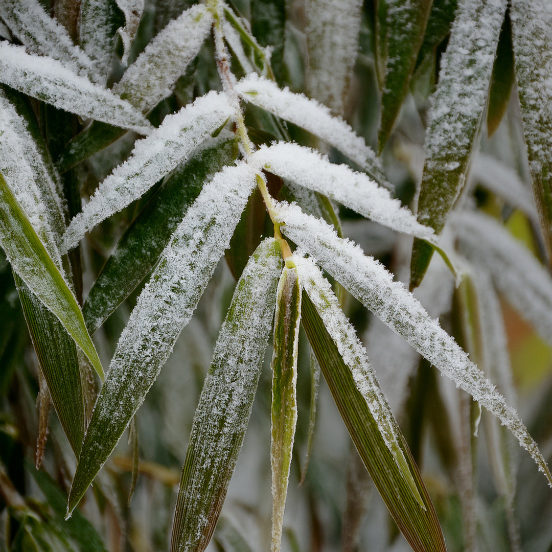 Comment protéger le bambou Rufa en hiver ?