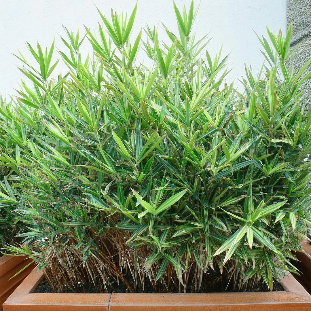 Pourquoi choisir un bambou nain pour son jardin ?