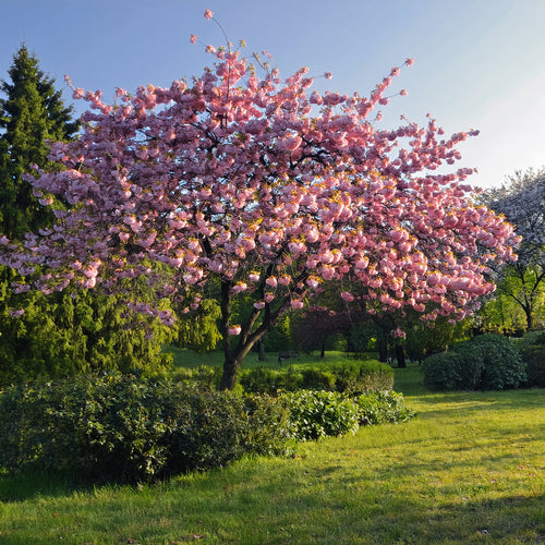 Quand et comment tailler un cerisier du Japon sans compromettre sa floraison ?