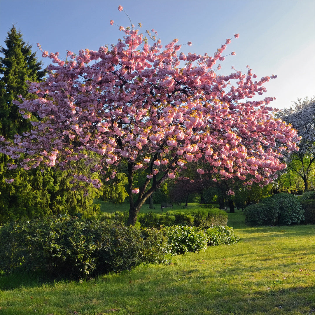 Quand et comment tailler un cerisier du Japon sans compromettre sa floraison ?