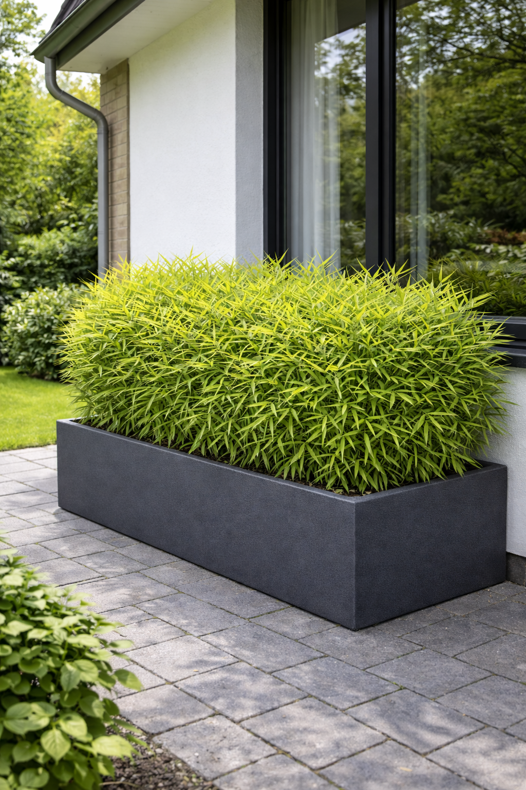 Cultiver un bambou nain en jardinière : toutes les clés pour bien démarrer