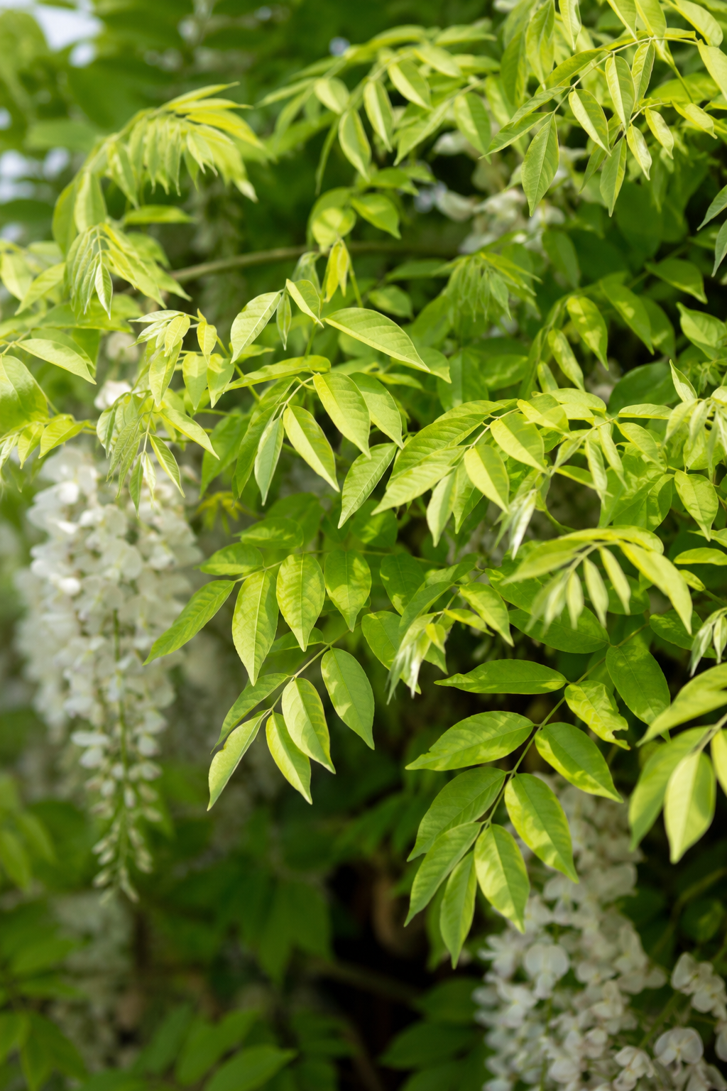 Pourquoi la glycine blanche est-elle la grimpante idéale pour un jardin élégant ?