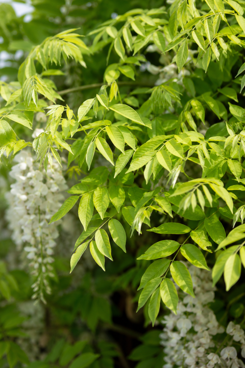 Pourquoi la glycine blanche est-elle la grimpante idéale pour un jardin élégant ?