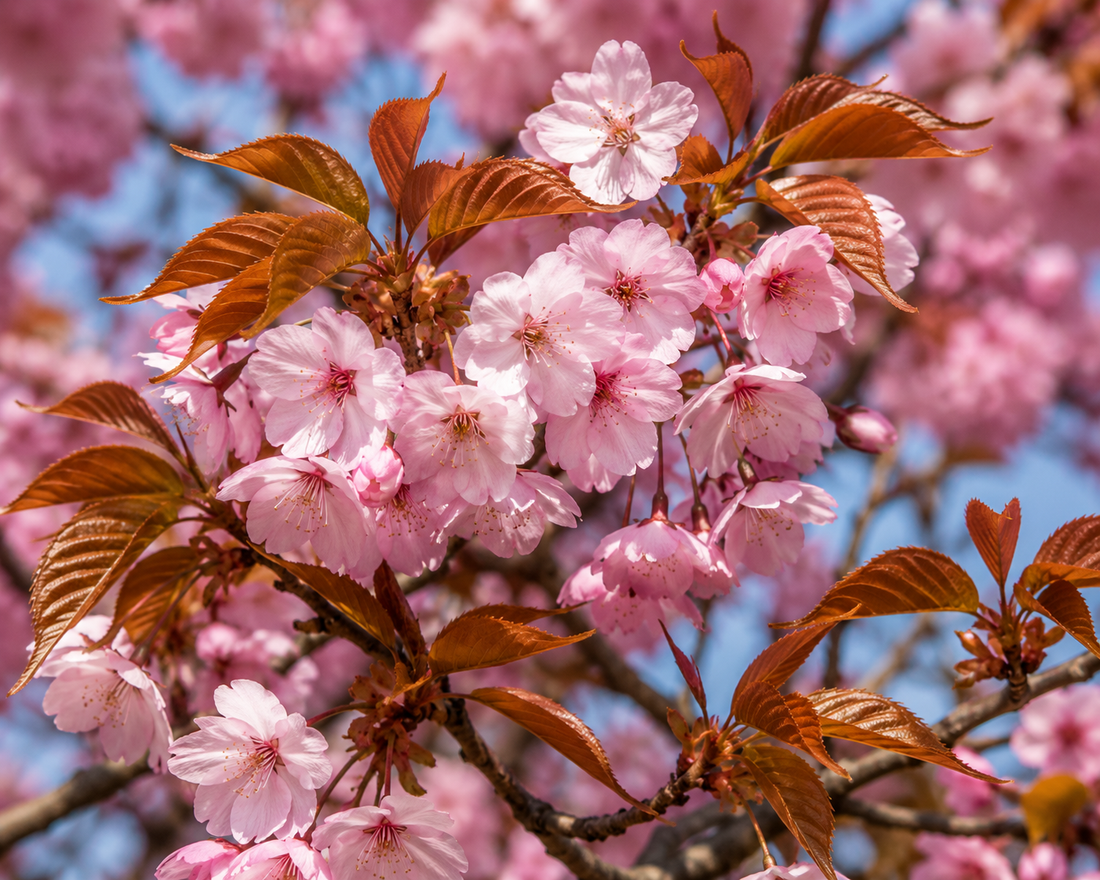 Comment tailler un cerisier du Japon ?