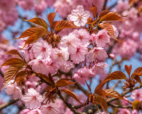 Comment tailler un cerisier du Japon ?