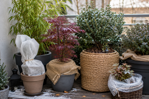 Comment hiverner ses plantes en pot (bambous, érables, magnolias) sur une terrasse ?