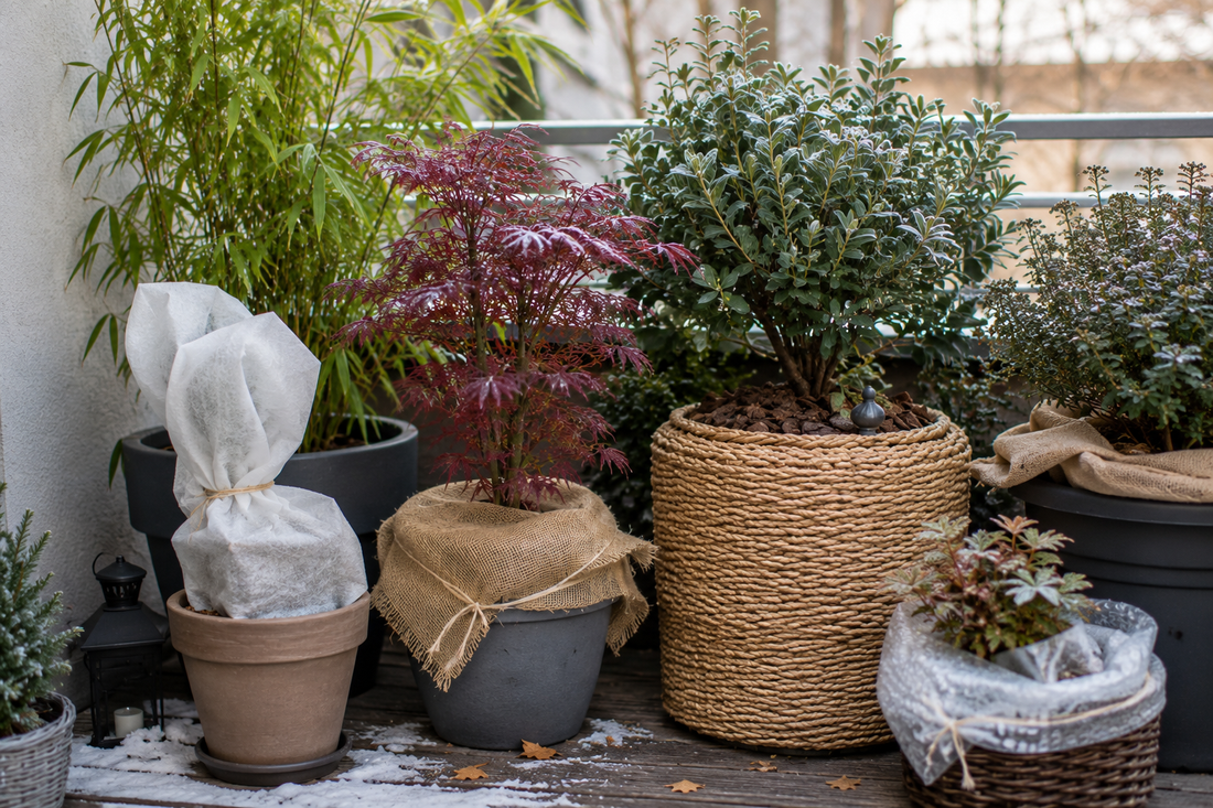 Comment hiverner ses plantes en pot (bambous, érables, magnolias) sur une terrasse ?
