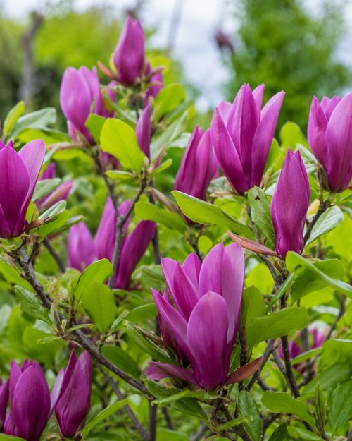 Comment tailler un magnolia Susan adulte ?