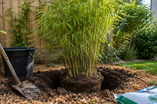 Comment et quand planter un Fargesia Wolong ?