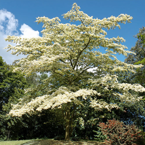 Cornouiller des pagodes : un arbuste graphique pour structurer vos massifs