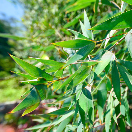 Entretenir un bambou pour favoriser sa croissance et sa densité