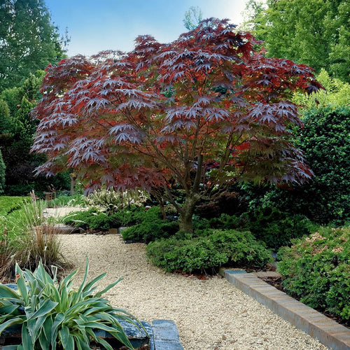 Comment entretenir un érable 'Bloodgood' en pot ? Astuces pour un feuillage éclatant sur terrasse ou balcon