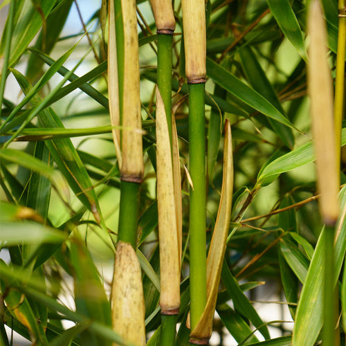 Comment accélérer la croissance du Fargesia robusta Campbell ?