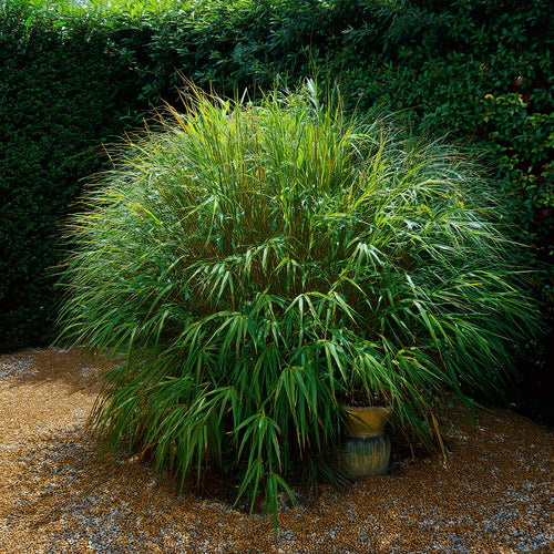 Fargesia Rufa : le bambou parfait pour les jardins sans envahissement