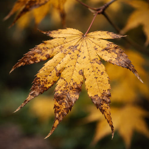 Érable du Japon : comment identifier et traiter les maladies les plus courantes ?