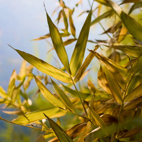 Feuilles jaunes sur un bambou Rufa : comment le sauver ?