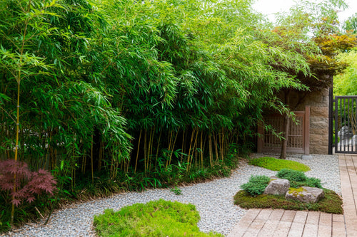 Les erreurs fréquentes lors de la plantation de bambous (et comment les éviter)