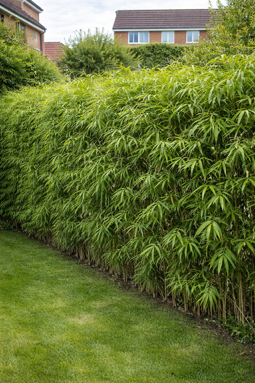 Bambou metake : plantation, entretien et conseils pour bien le cultiver