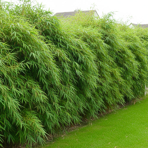 Quel bambou choisir pour un petit jardin ?