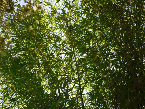 Top 5 des bambous non invasifs