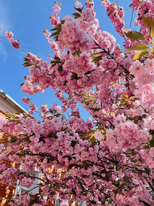 Comment prolonger la floraison du cerisier du Japon ?