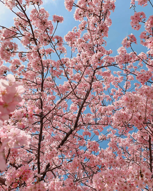 Entretenir un Sakura au fil des saisons : taille, arrosage, soins