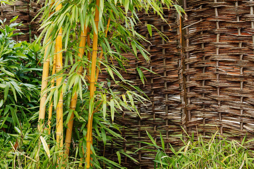 Installation d'une haie de bambous : le guide étape par étape