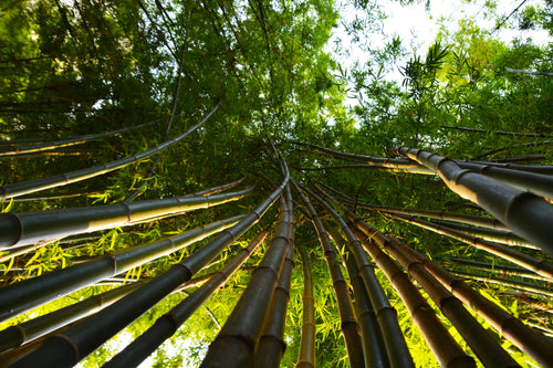 5 conseils pour des bambous en parfaite santé
