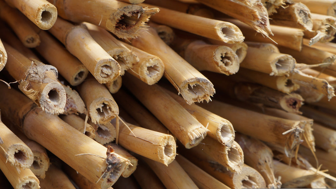 Comment récolter le bambou de son jardin ? – La Bambouseraie de Paris