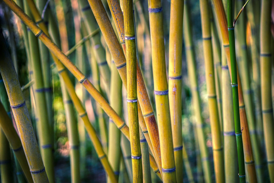 Quelles sont les différences entre ces bambous ?