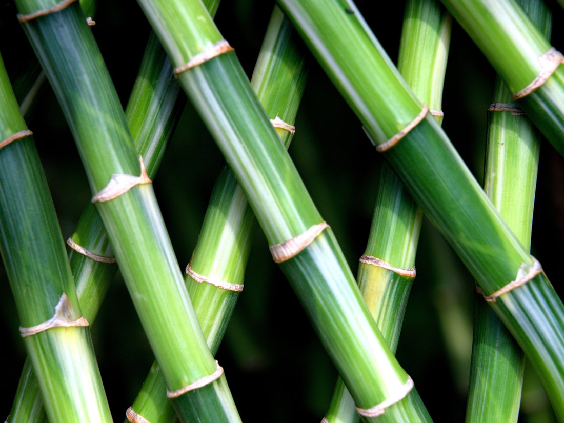 Les multiples usage du bambou de votre jardin