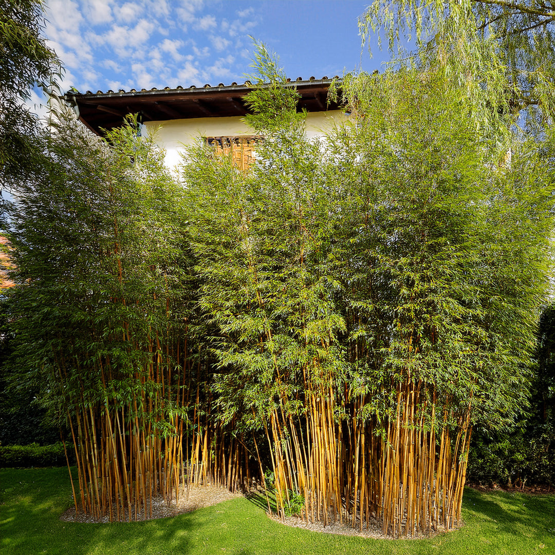 Planter un bambou traçant sans risque d’envahissement