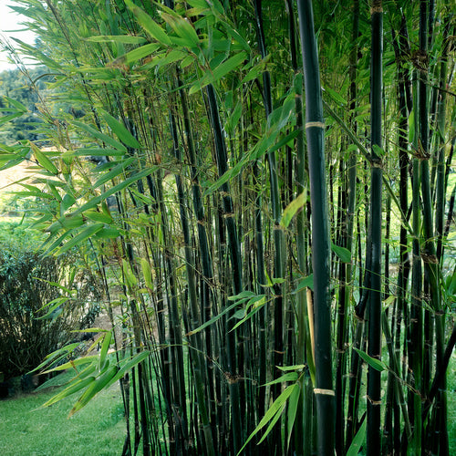 Pourquoi choisir le bambou nigra pour votre jardin ?