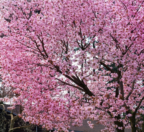 Comment acheter un cerisier à fleurs ?