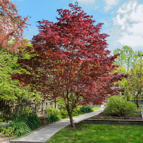 Pourquoi choisir l’érable du Japon 'Osakazuki' pour votre jardin ?