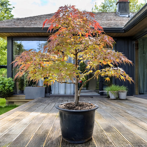 Quelle terre choisir pour un érable du Japon en pot ou en pleine terre ?