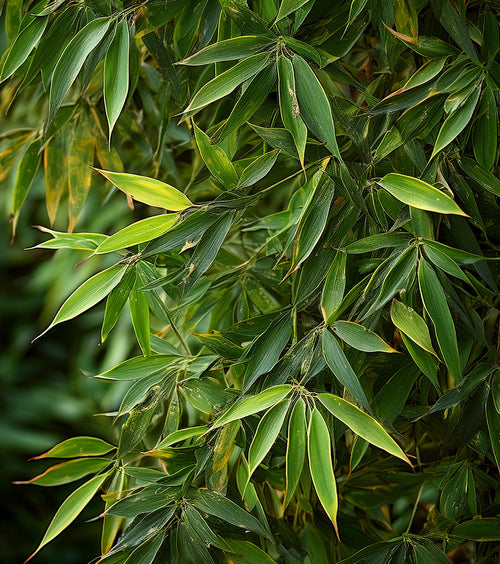 Comment tailler un bambou sans l’abîmer ?