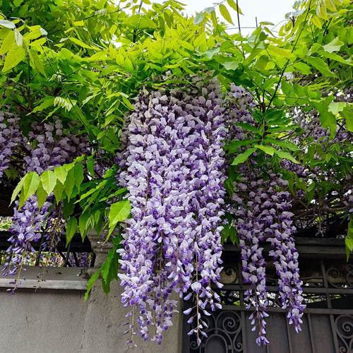 Glycine en pot, sur pergola ou en façade : quel support choisir ?