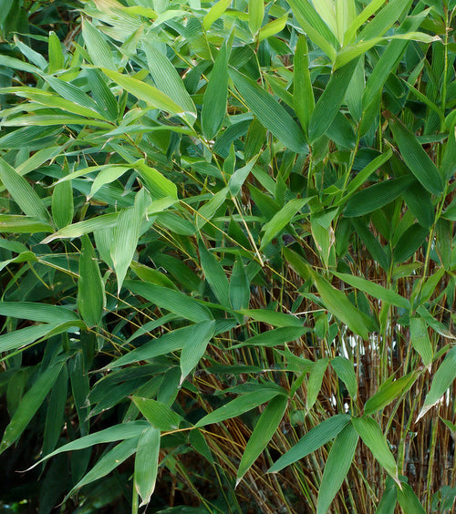 Pourquoi choisir le bambou Metake pour un jardin zen ou japonais ?